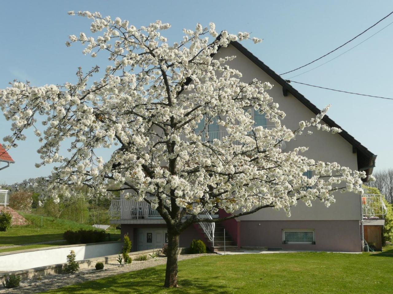 Chez Anny Et Jean Au Mittelbuehl-Reichshoffen Bed and Breakfast Eksteriør billede